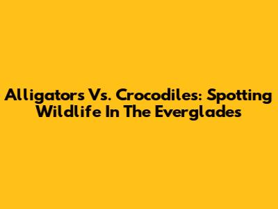 Alligators Vs. Crocodiles: Spotting Wildlife In The Everglades