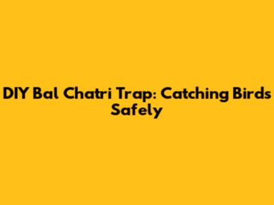 DIY Bal Chatri Trap: Catching Birds Safely