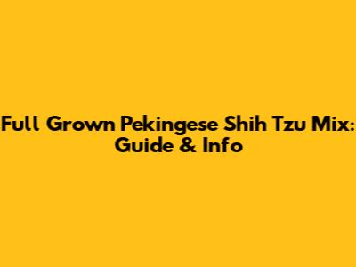 Full Grown Pekingese Shih Tzu Mix: Guide & Info