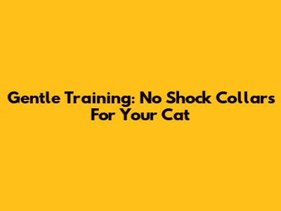 Gentle Training: No Shock Collars For Your Cat