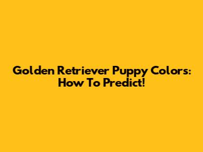 Golden Retriever Puppy Colors: How To Predict!
