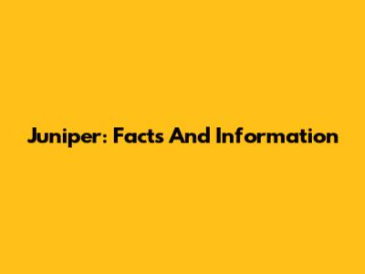 Juniper: Facts And Information