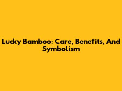 Lucky Bamboo: Care, Benefits, And Symbolism