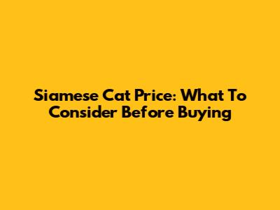 Siamese Cat Price: What To Consider Before Buying