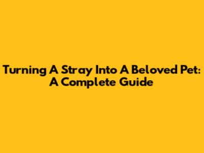 Turning A Stray Into A Beloved Pet: A Complete Guide