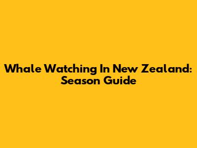 Whale Watching In New Zealand: Season Guide