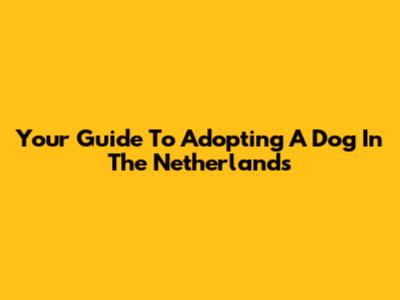 Your Guide To Adopting A Dog In The Netherlands